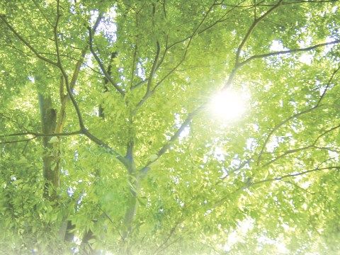 緑豊かな中庭の木々