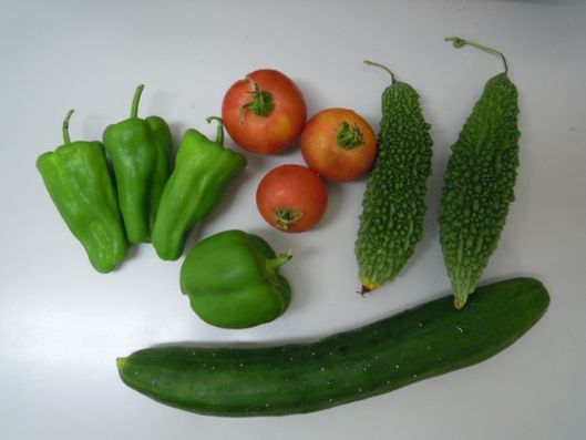 施設で採れた野菜