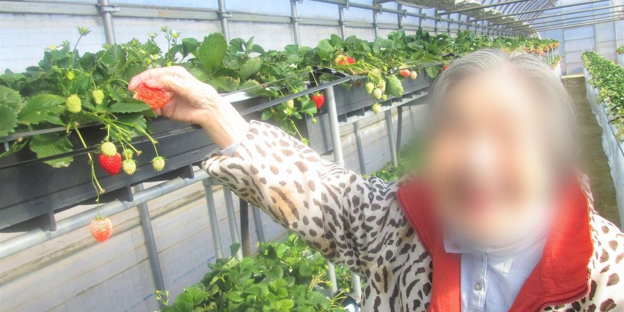 いちごを摘む女性の手
