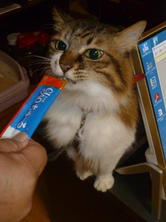 猫