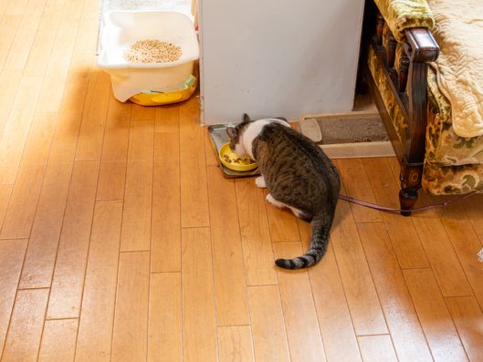 アニマルセラピー