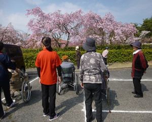 桜並木を散策する人々