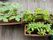 手入れされた植物のプランター