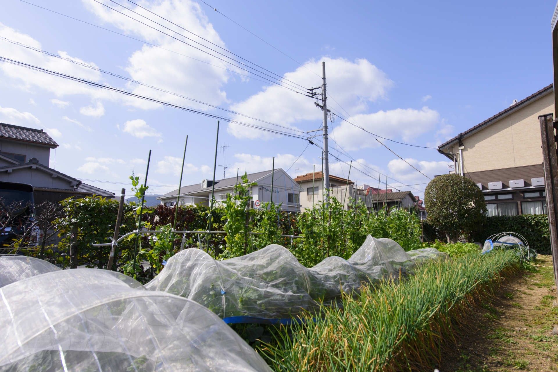 清々しい野菜畑の様子