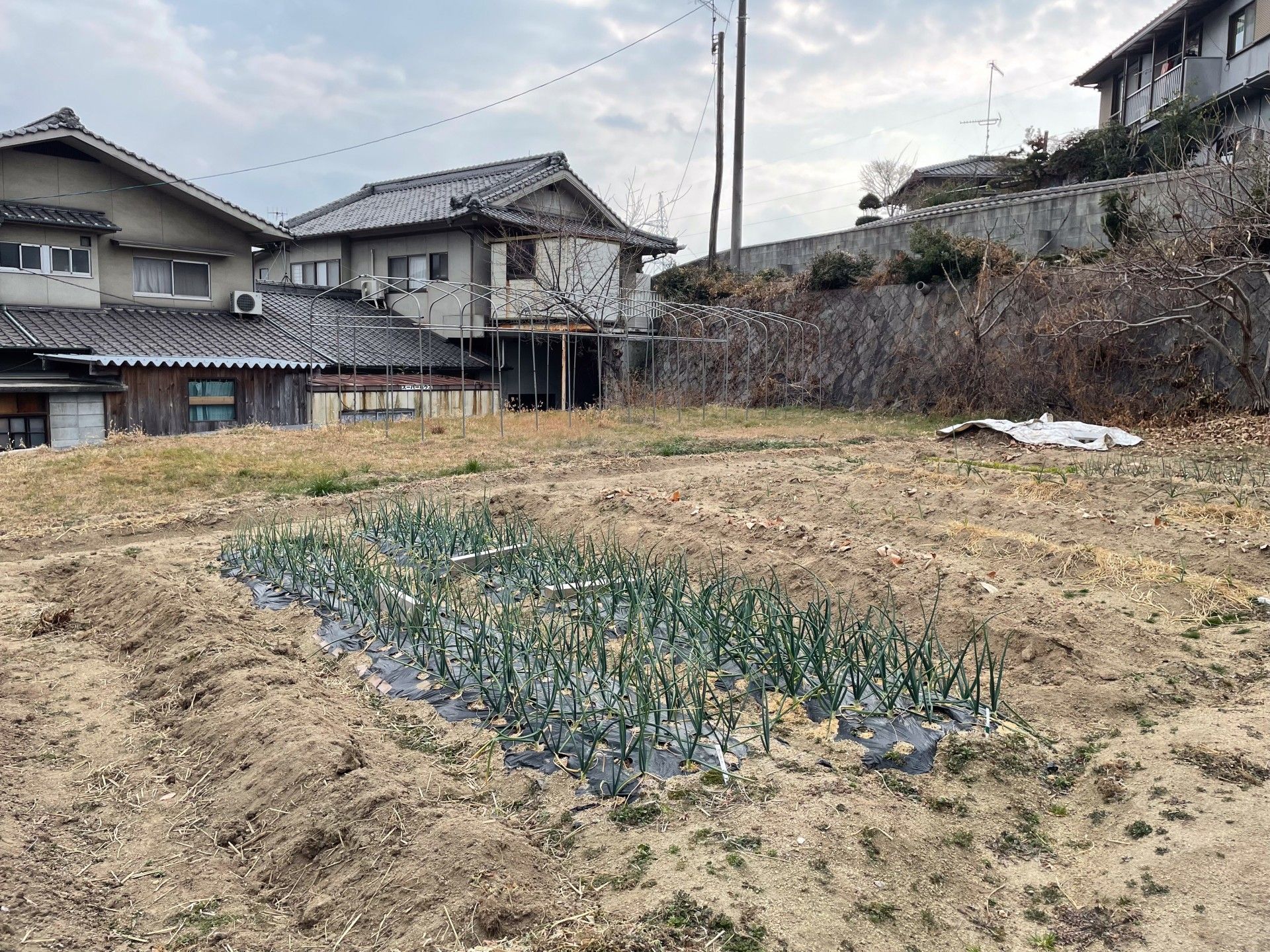 畑と住宅の風景