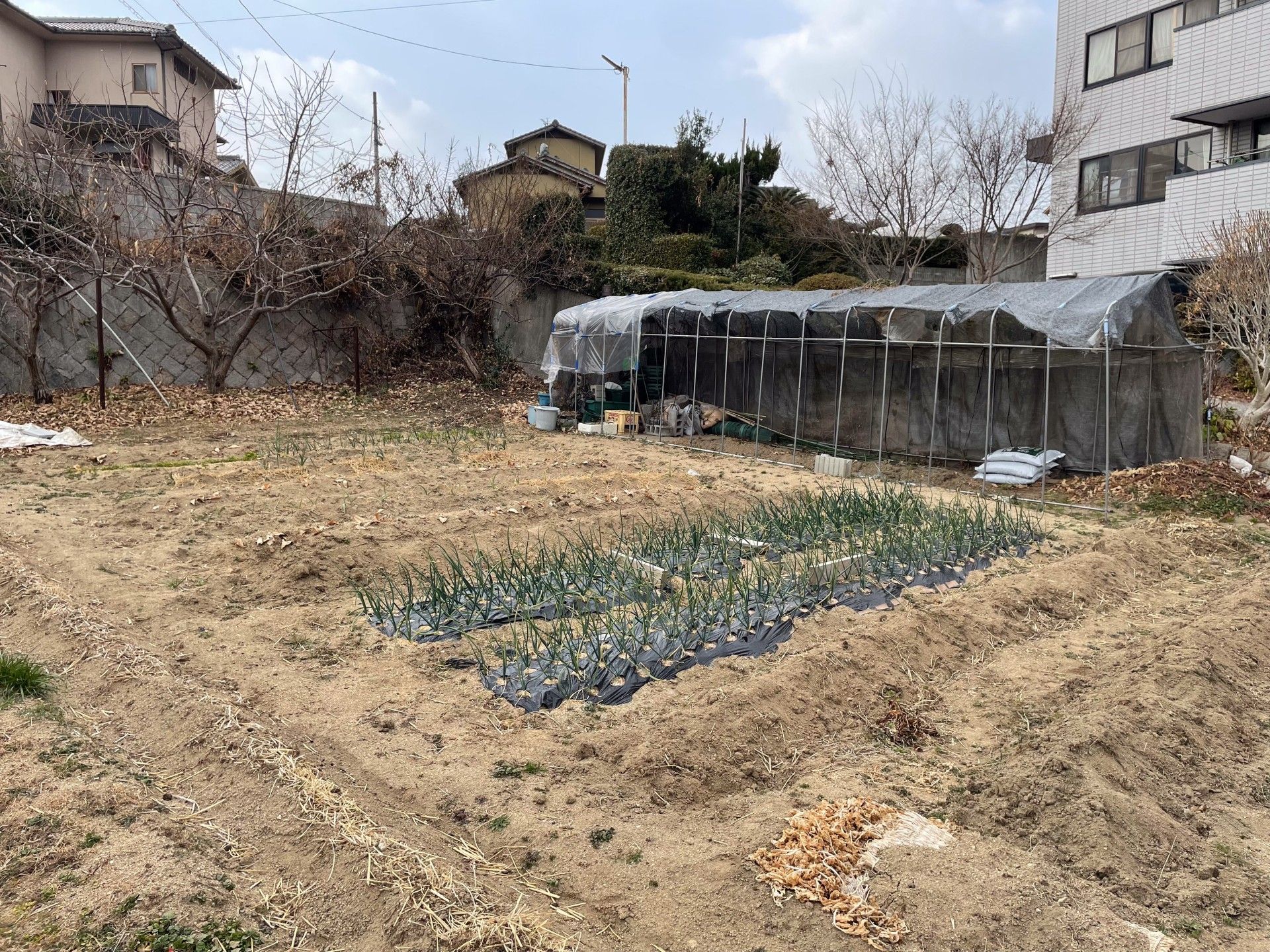 畑とビニールハウス