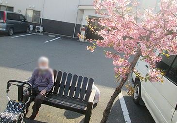 桜の木とベンチの風景
