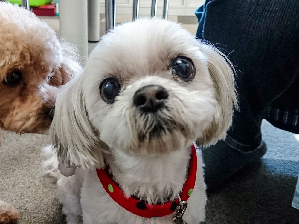 施設には、白い犬と茶色い犬の2匹が一緒に生活している。床には、グレーのカーペットが前面に敷かれている。