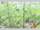 畑で育った野菜