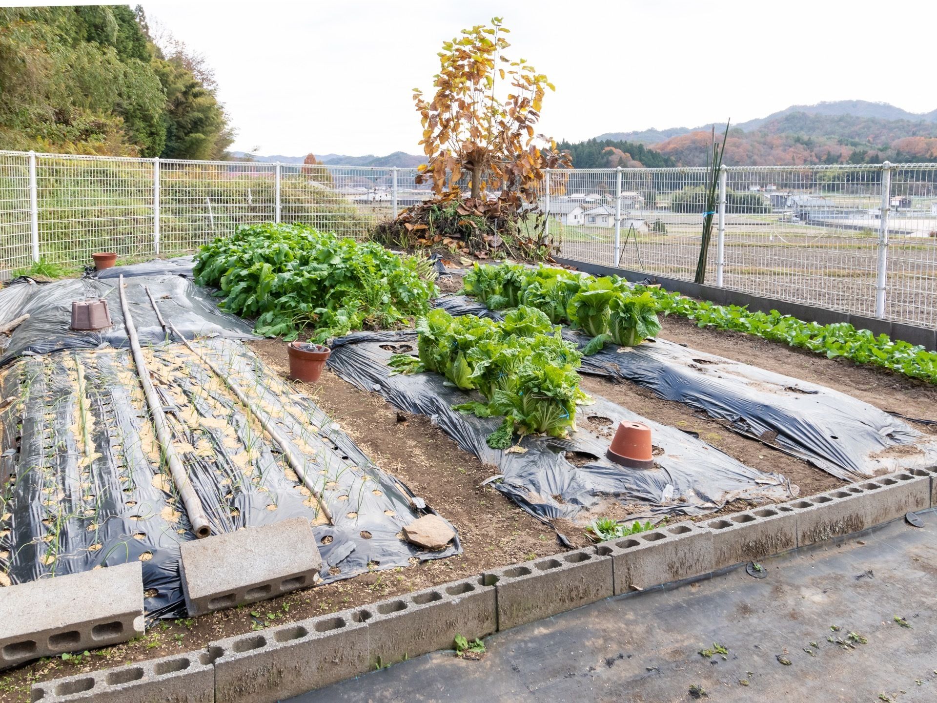 収穫時期を迎えた野菜が植えられている菜園である。フェンス囲いされ、奥には住宅や山々の連なりが見える。