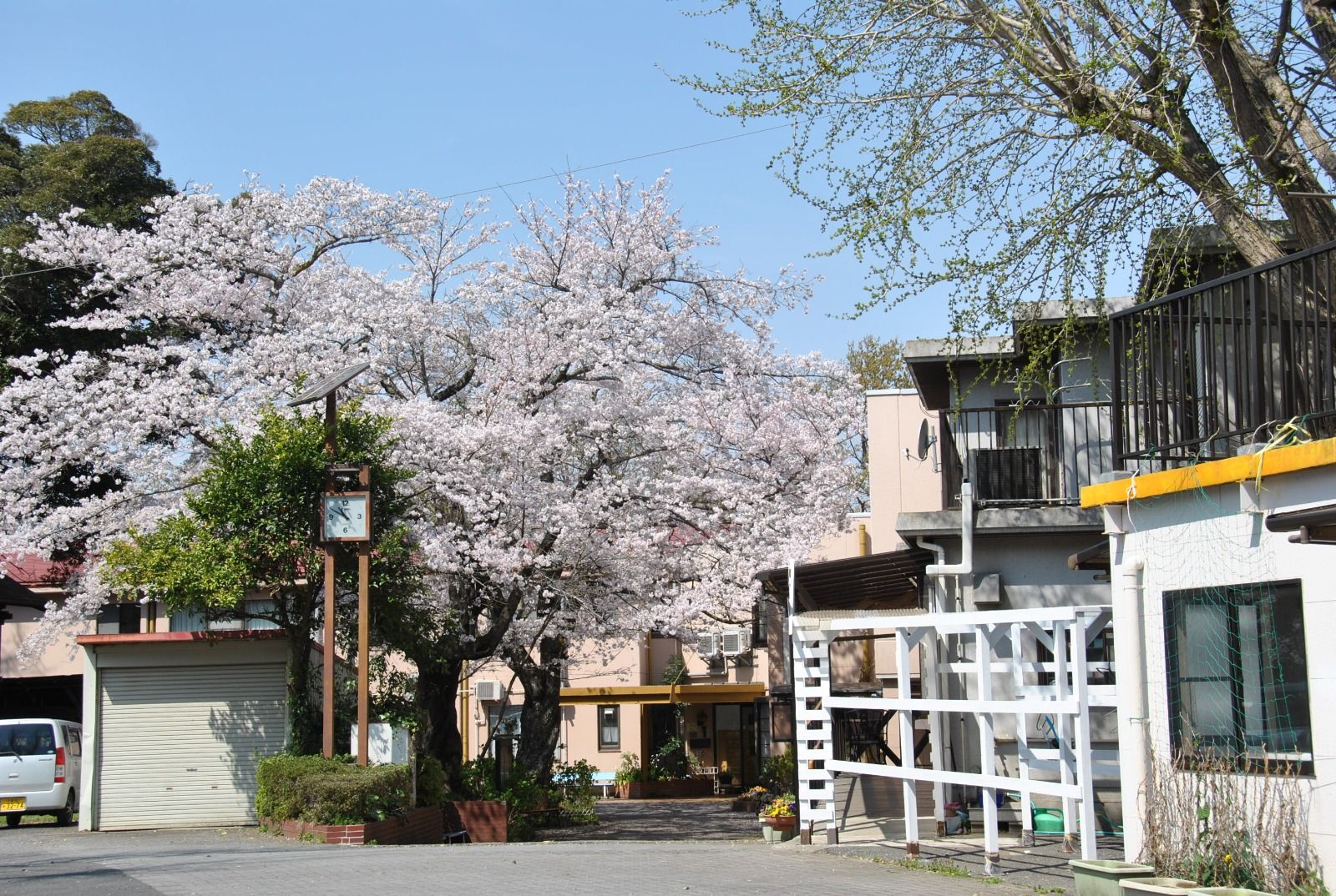 桜並木のある施設外観