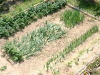 数多くの種類の野菜が植えられた畑には草がなく、手入れが行き届いている。