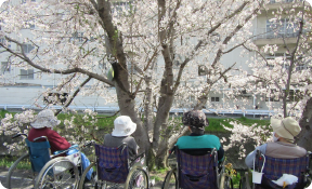 桜と共に過ごす穏やかなひと時