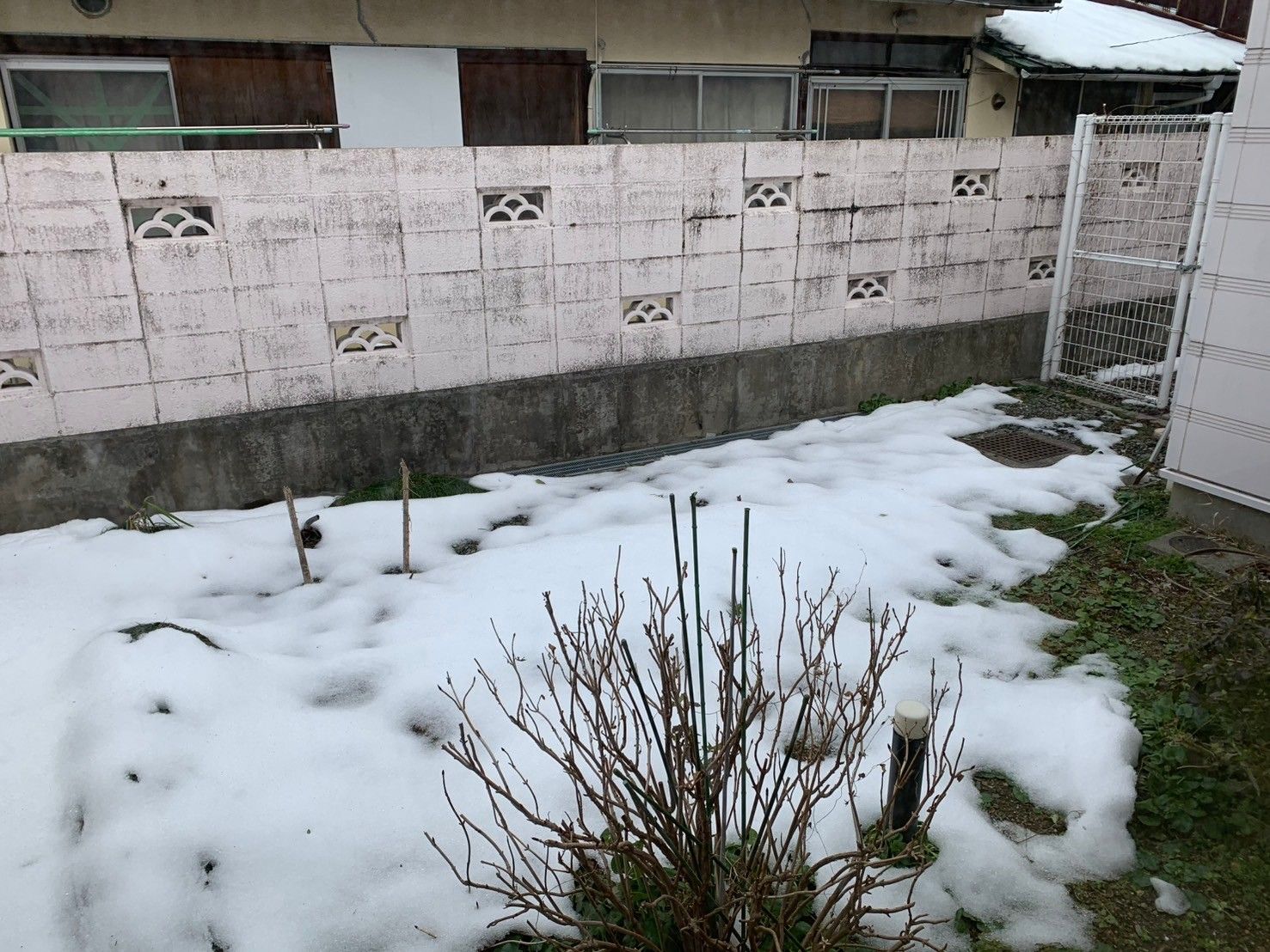 雪が積もった庭
