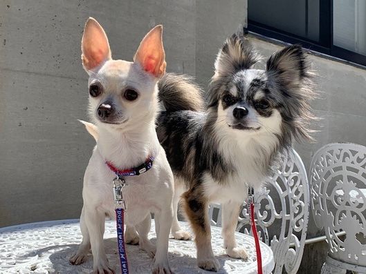 セラピードッグ