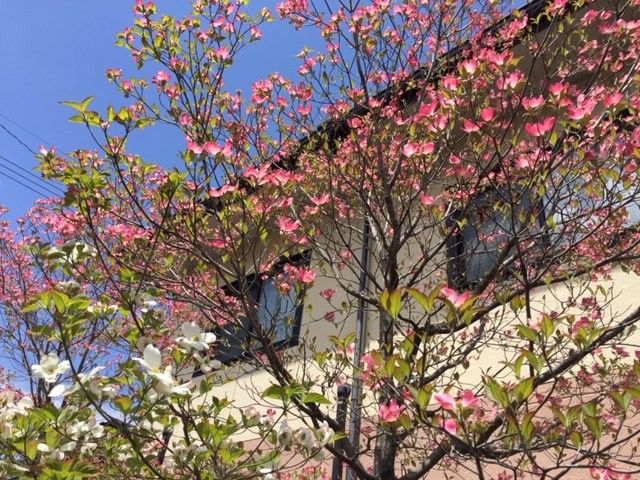 春の花々と建物