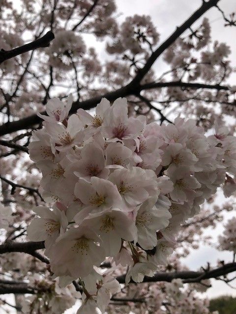 桜が咲く庭園