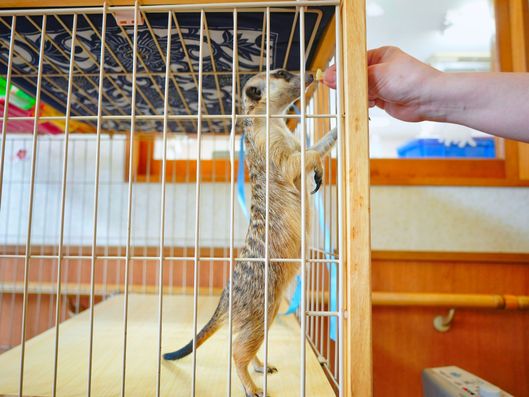 アニマルセラピー