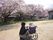 たくさんの桜の木が満開の花をつけ、その風景を楽しむ入居者とスタッフ。