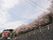 桜の花が咲いた道をドライブしているさなか、窓から見えた景色。