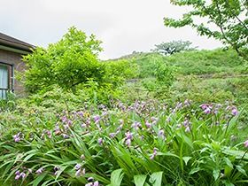 多くの植物が植えてある中庭の様子。緑豊かな自然の山の写真