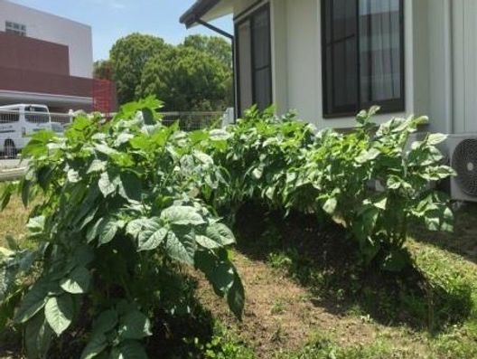 家庭菜園