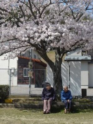 お花見