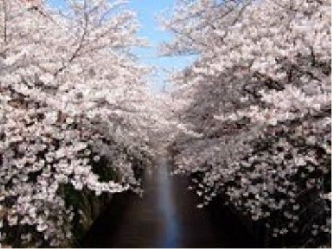 目黒川の両岸に満開の桜並木が広がっている。春には、ご家族様とご一緒に花見をしながらの散歩をお楽しみいただける。