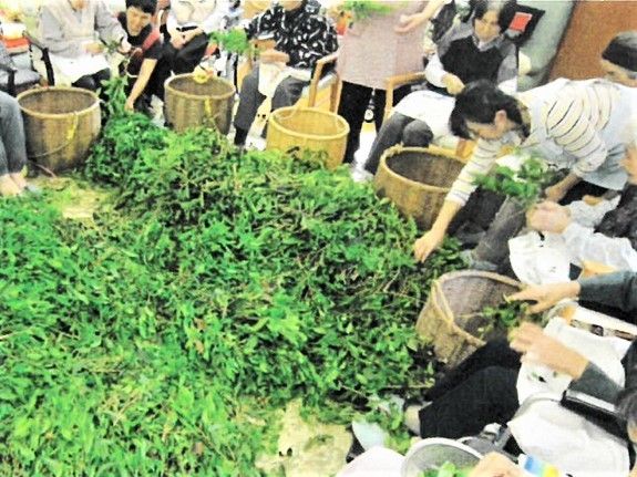 草のようなものを仕分けしている高齢者と施設のスタッフの様子