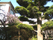 緑豊かな中庭の風景
