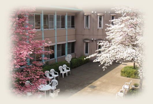 桜が咲く庭園の風景
