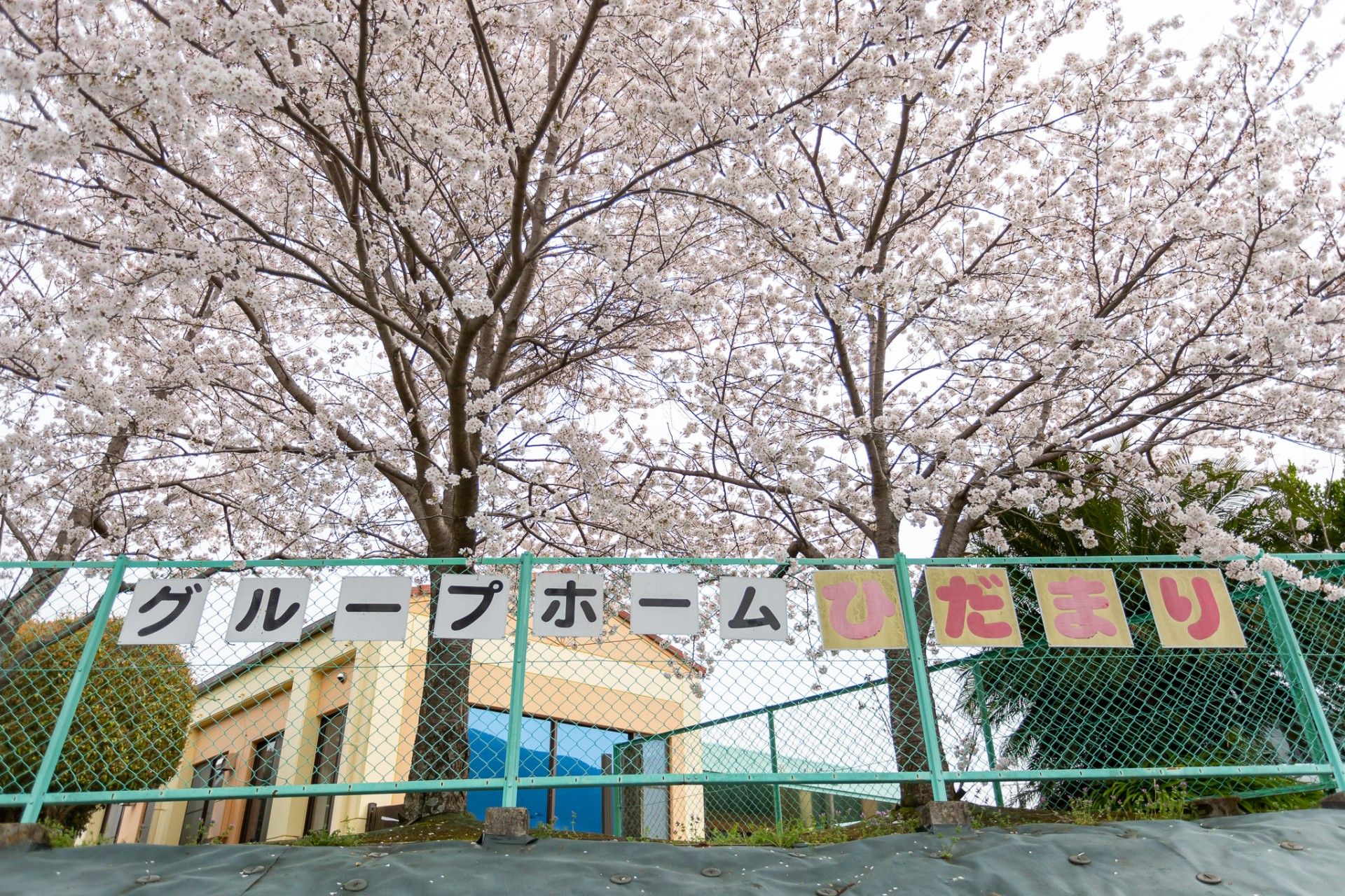 桜と看板の映る外観