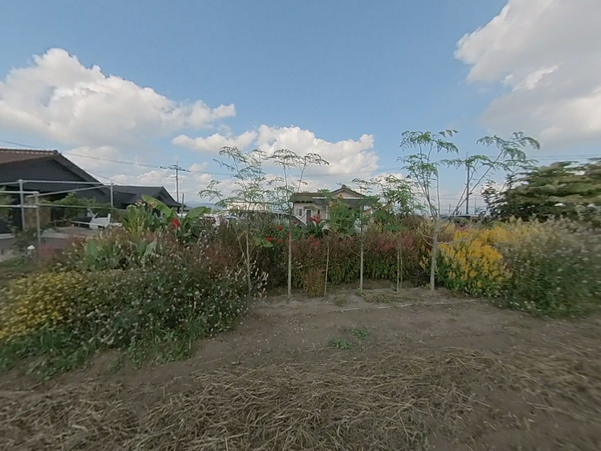 緑豊かな中庭の風景
