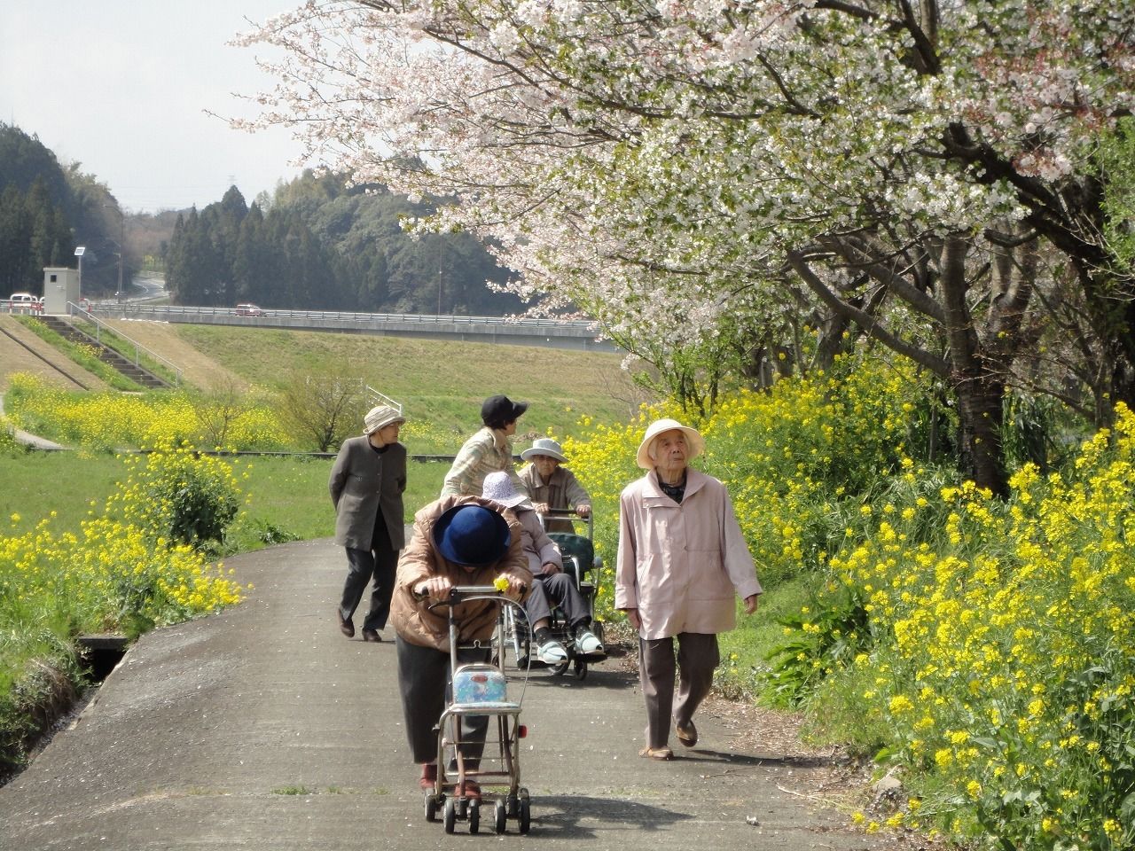 天気のいい日に桜の花や菜の花を眺めながら散歩を楽しむ入居者たち。