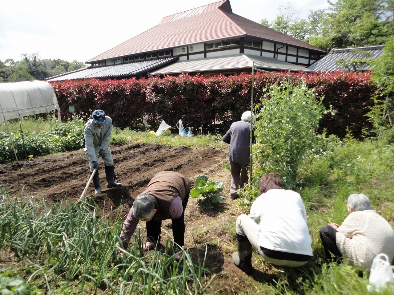 ホームのそばの菜園では鍬を持った男性が畝を作っていて、その周りで女性たちが草取りをしている。