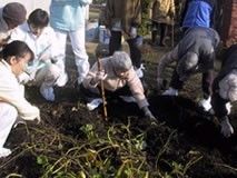 芋ほりを畑で楽しむ入居者と見守る女性スタッフの様子。