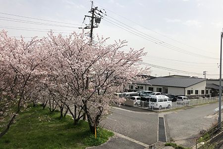 桜に囲まれた施設の外観