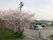 桜と外観の組合せ