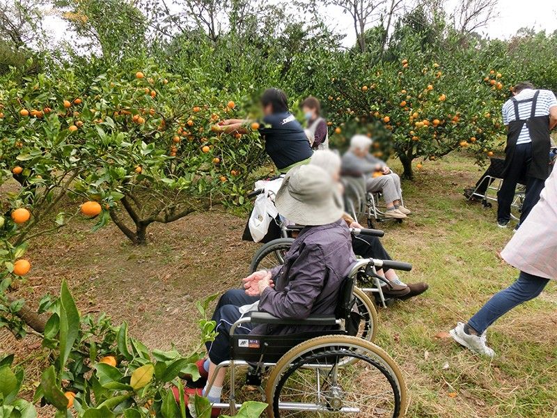 みかん狩りを楽しむ様子
