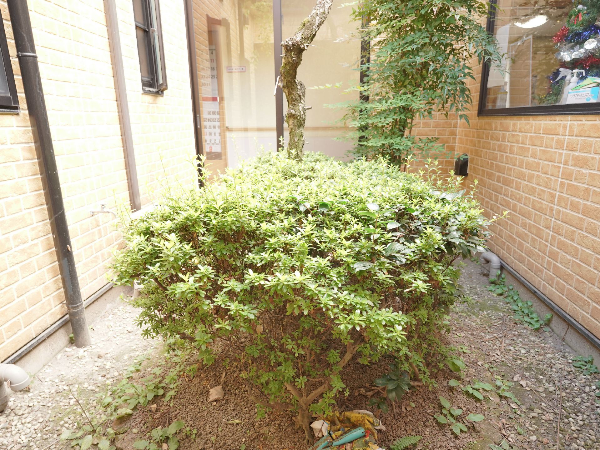 木などが植えられており、コンクリートで整備された中庭