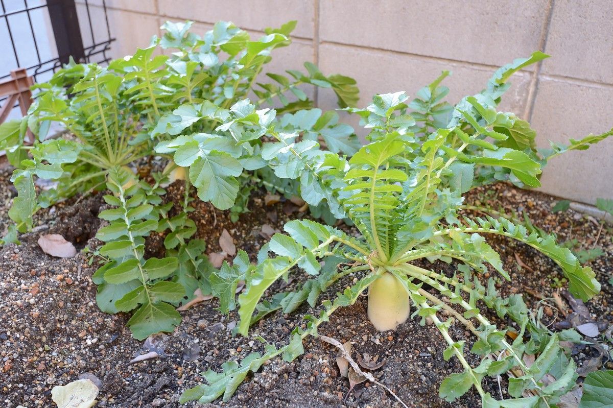 白や紫の花が咲いた茶色のプランターが飾られているテラス