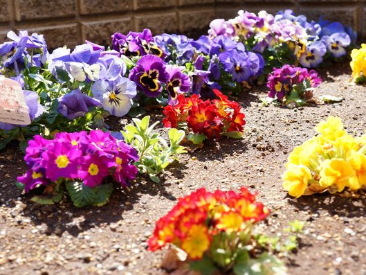 花壇のお花