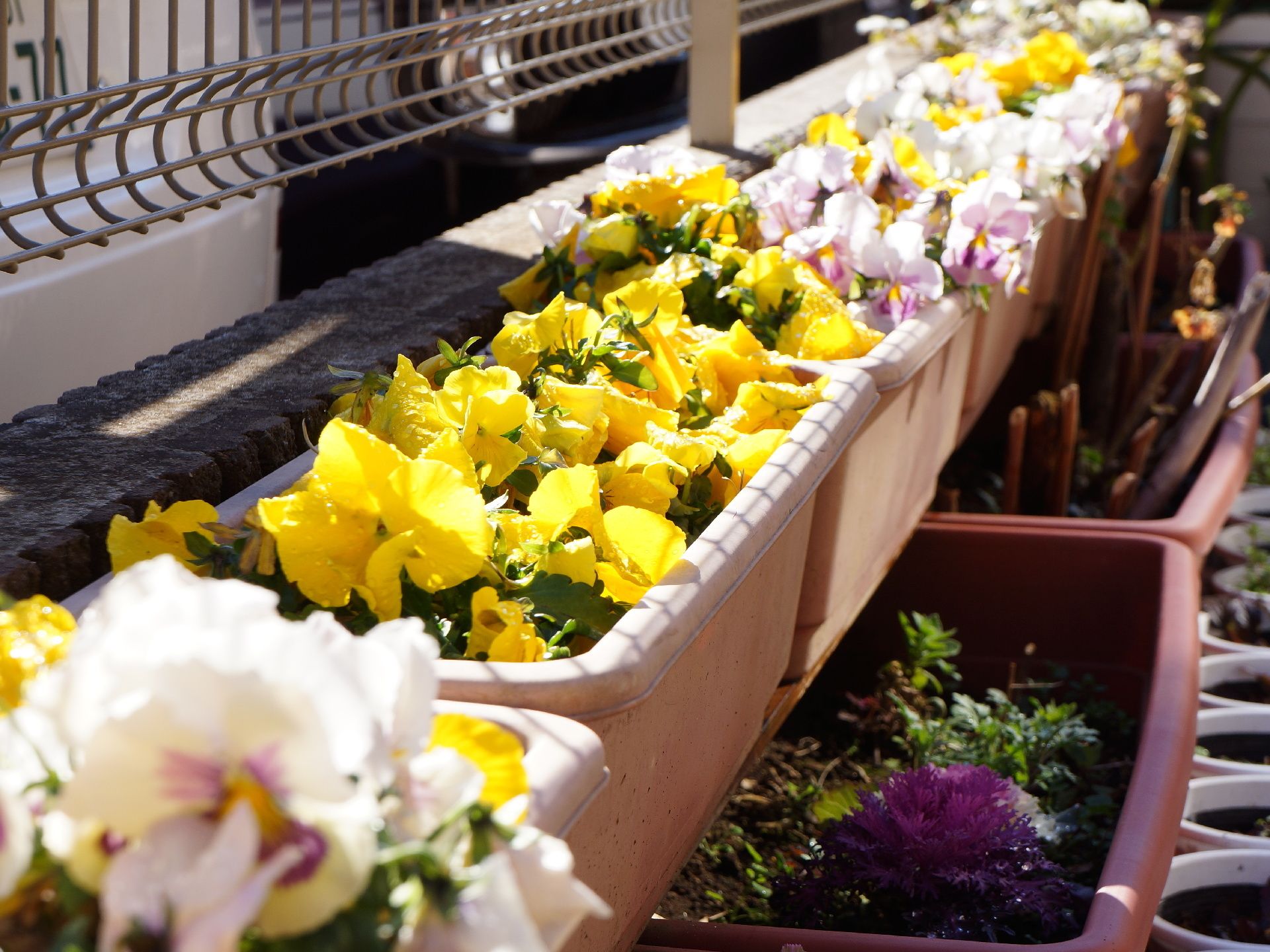 鉄製のフェンスの前に並べられた、黄色や白の花が咲いたプランター