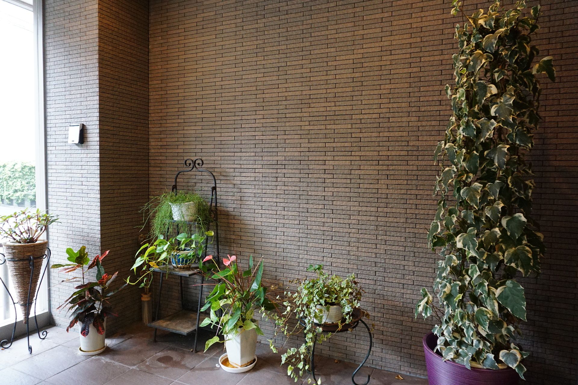 玄関に設置されている、複数の観葉植物