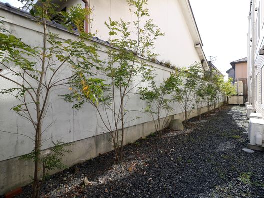 植物
