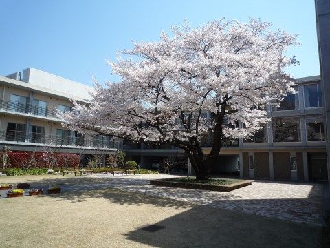 「ゆうらいふ世田谷」中庭。満開の桜が、あなたをお待ちしています。