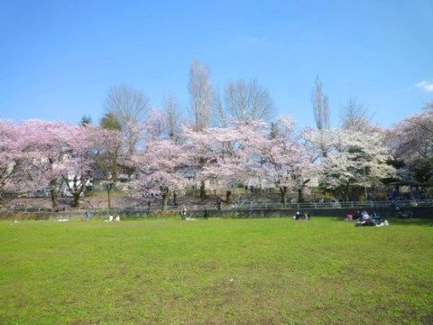 「順洋会武蔵野ガーデン」の周辺環境。桜の木が多く、春に花が咲き乱れる。