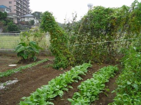 施設敷地内にある家庭菜園で育つサトイモのツルや葉物野菜