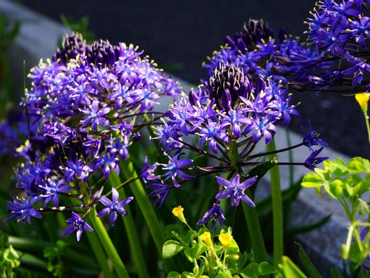 敷地内に植えられた草花