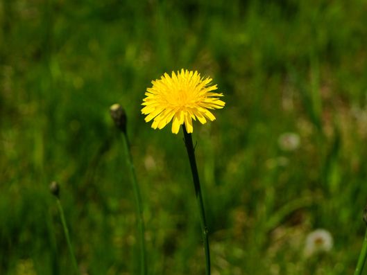 草花が育つ敷地内